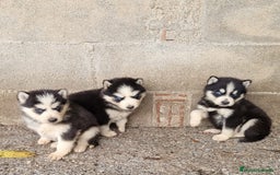 Husky Siberiano perros en venta: Husky siberiano  - Anuncio 1