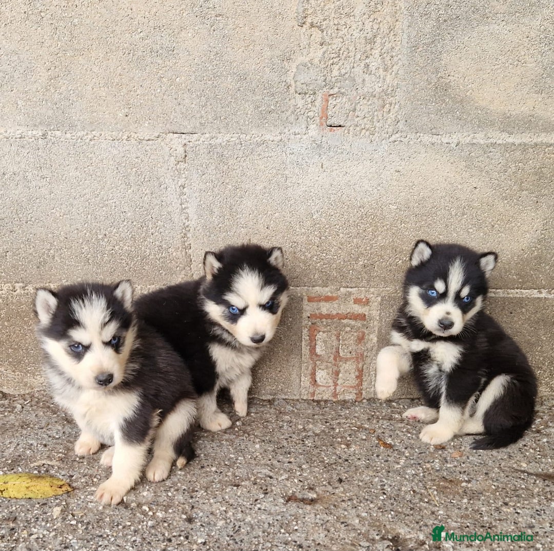 Husky Siberiano perros en venta: Husky siberiano  - Anuncio 1