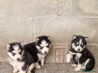Husky Siberiano perros Husky siberiano - Anuncio 2