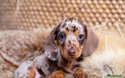 Teckel Miniatura perros en venta: Teckel canichen arlequín ojos azules 🌈🩷 - Imagen 1