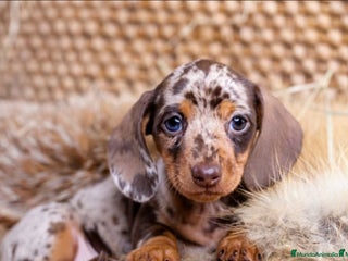 Teckel Miniatura perros - Anuncio 9