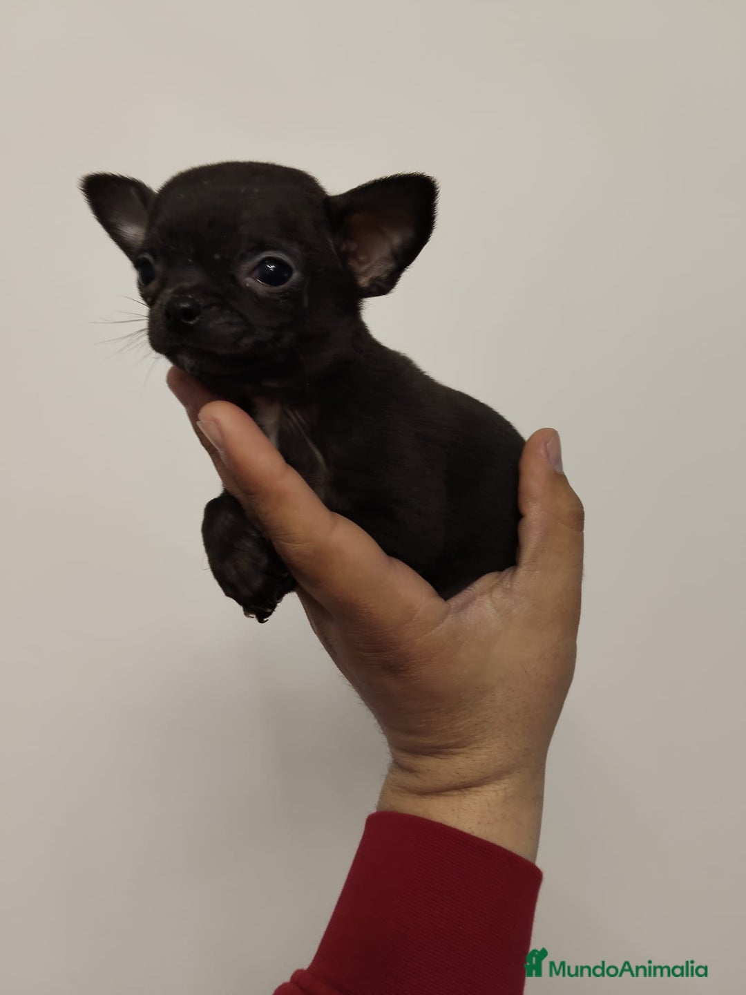 Chihuahua perros en venta: Chihuahua 🖤 - Anuncio 1