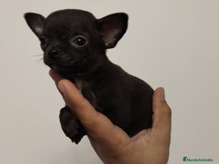Chihuahua perros Chihuahua 🖤 - Anuncio 2