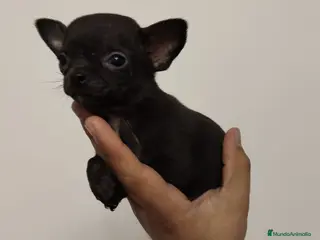 Chihuahua perros Chihuahua 🖤 - Anuncio 8