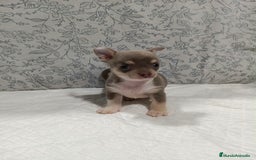 Chihuahua perros en venta: Chihuahua macho toys - Imagen 2
