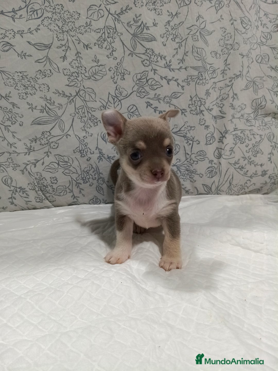 Chihuahua perros en venta: Chihuahua macho toys - Imagen 2
