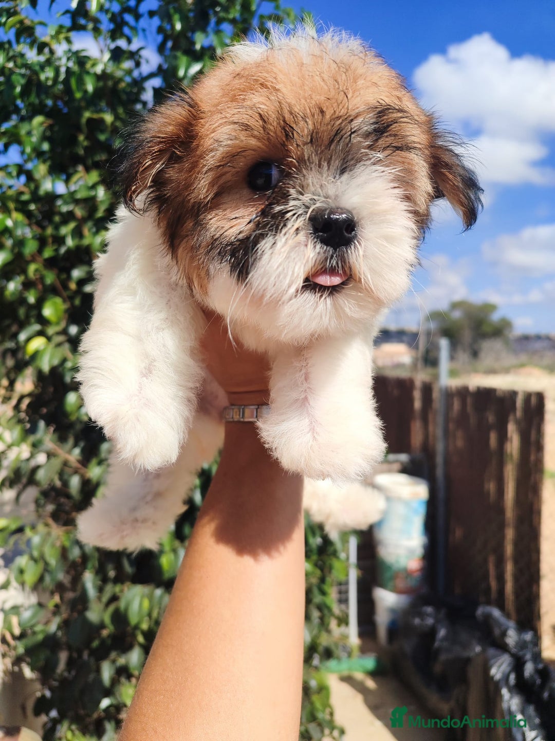 Raza Mixta perros en venta: Cachorrita Malvi - Imagen 13