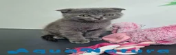 Scottish Fold gatos en venta: Scottish Fold Shorthair Hembra 1928 AQUANATURA - Anuncio 5