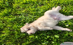 Husky Siberiano perros en venta: Husky SIBERIANO de calidad  - Imagen 3