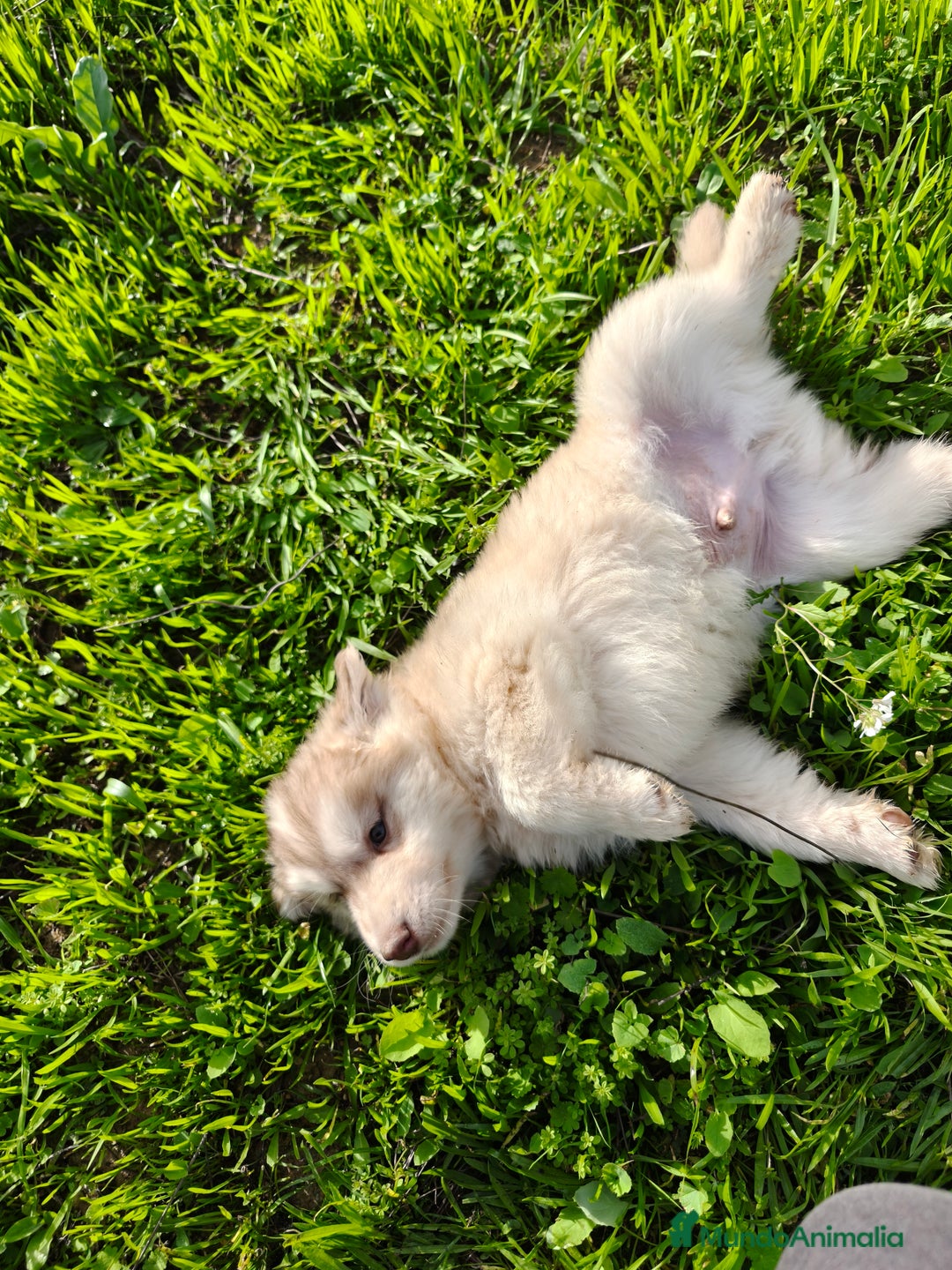 Husky Siberiano perros en venta: Husky SIBERIANO de calidad  - Imagen 3