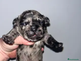 Bulldog Francés perros Macho ed Bulldog francés cachorro - Anuncio 3