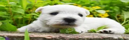 West Highland White Terrier perros en venta: West highland terrier - Anuncio 3