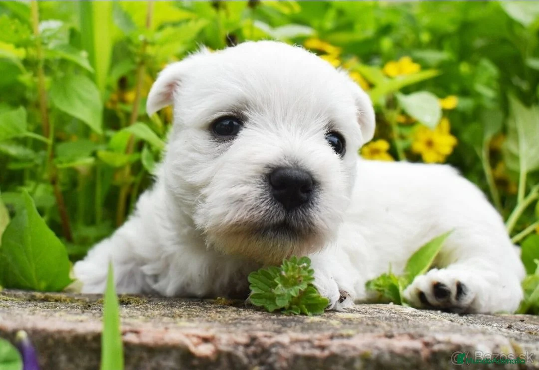West Highland White Terrier perros en venta: West highland terrier - Anuncio 3