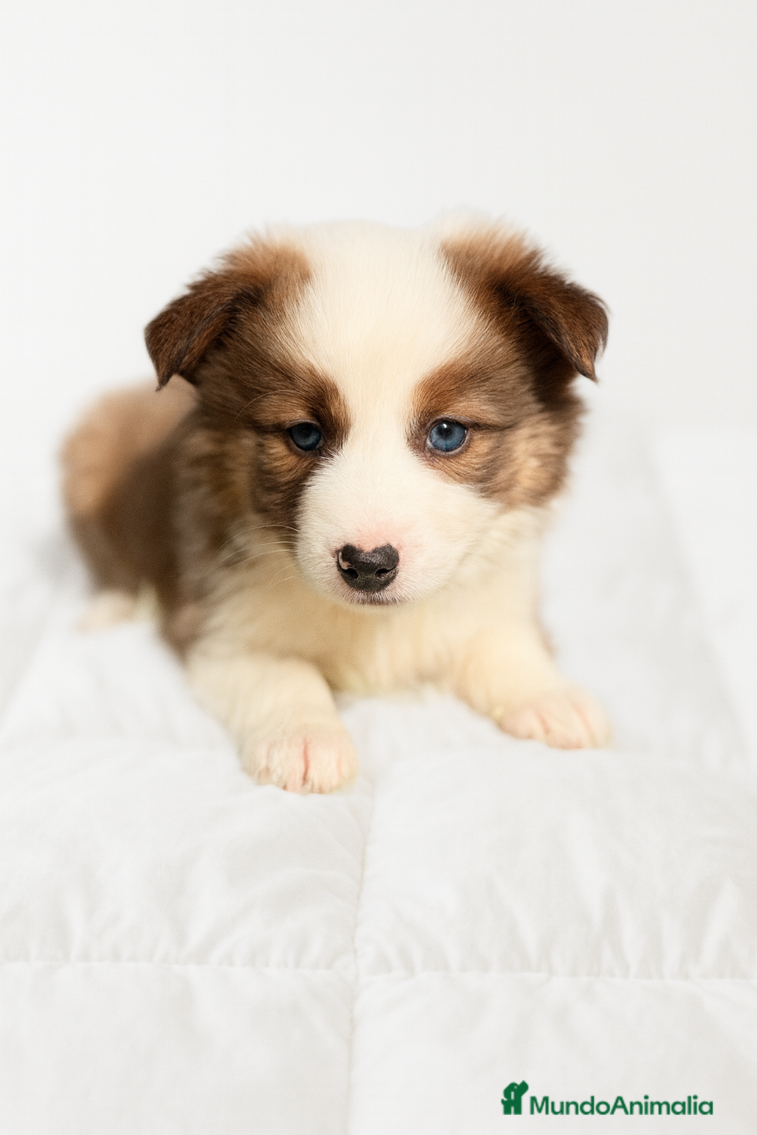 Border Collie perros en venta: Border collie rojo  - Anuncio 1