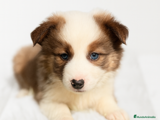 Border Collie perros Border collie rojo - Anuncio 2