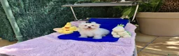 Bichón Maltés perros en venta: Bichon Maltés preciosos  en Barcelona - Anuncio 1