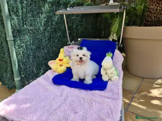 Bichón Maltés perros Bichon Maltés preciosos en Barcelona - Anuncio 22