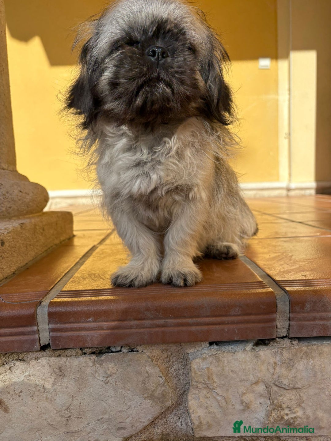 Pekinés perros en venta: Cachorro de pekinés imperial hembra  - Anuncio 12