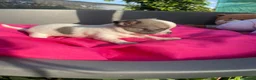 Chihuahua perros en venta: PRECIOSOS CHIHUAHUA RUSO Y ASIÁTICO       - Anuncio 6