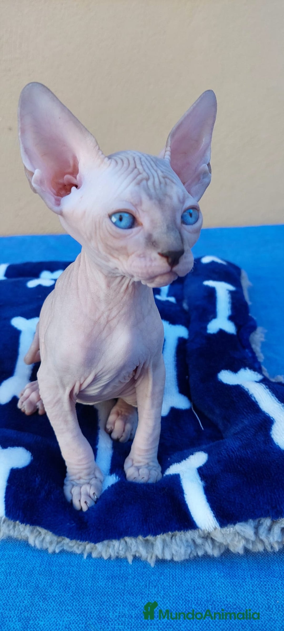 Sphynx gatos en venta: Precioso machito ojos azules  - Imagen 6