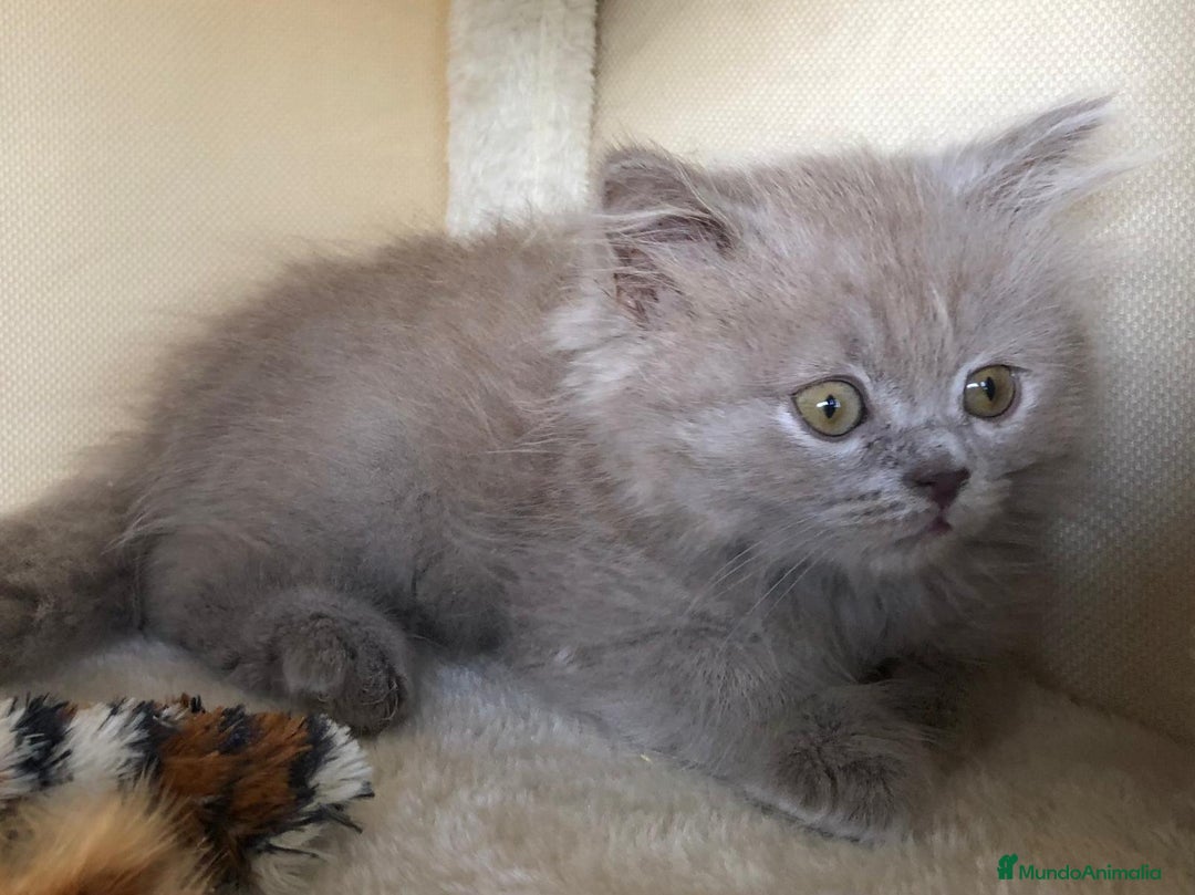Británico de Pelo Largo gatos en venta: BRITISH PELO LARGO - Imagen 3