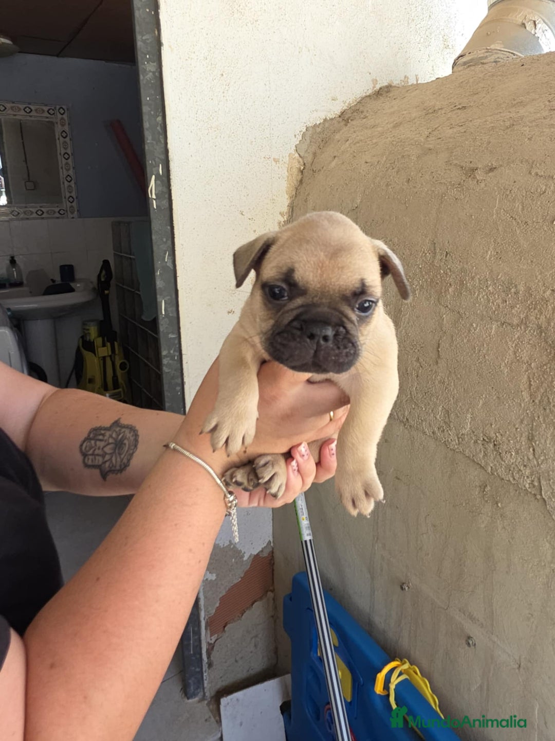 Bulldog Francés perros en venta: Bulldog francés  - Imagen 3