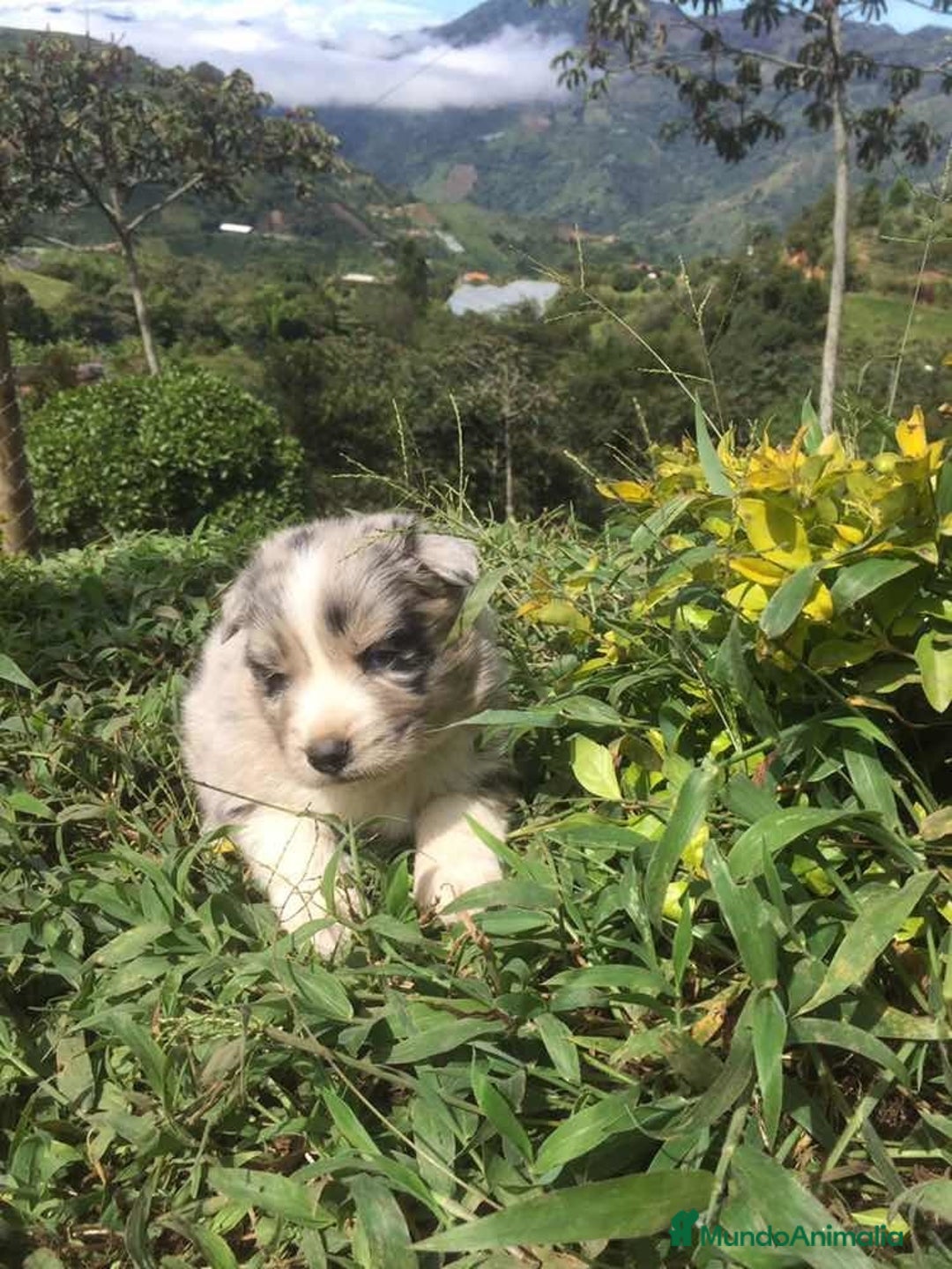 Border Collie perros en venta: Border collie preciosos  - Anuncio 3