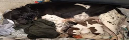 Épagneul Breton perros en venta: Spaniel Bretón  - Anuncio 2