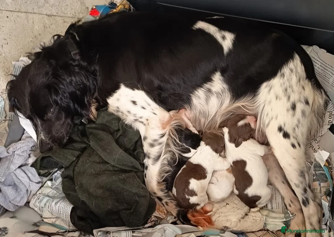 Épagneul Breton perros en venta: Spaniel Bretón  - Anuncio 2
