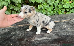 Raza Mixta perros en venta: Excelentes cachorras mixta - Imagen 3