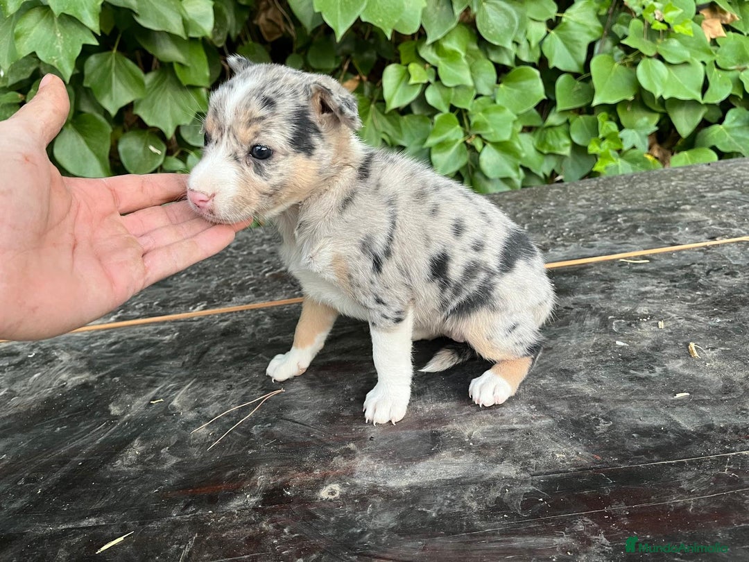 Raza Mixta perros en venta: Excelentes cachorras mixta - Imagen 3