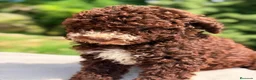 Perro de Agua Español perros en venta: Perro de agua chocolate  - Anuncio 5