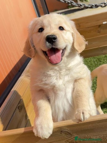 Golden Retriever perros en Barcelona - Anuncio 4