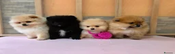 Pomerania perros en venta: Pomerania mini - Anuncio 4