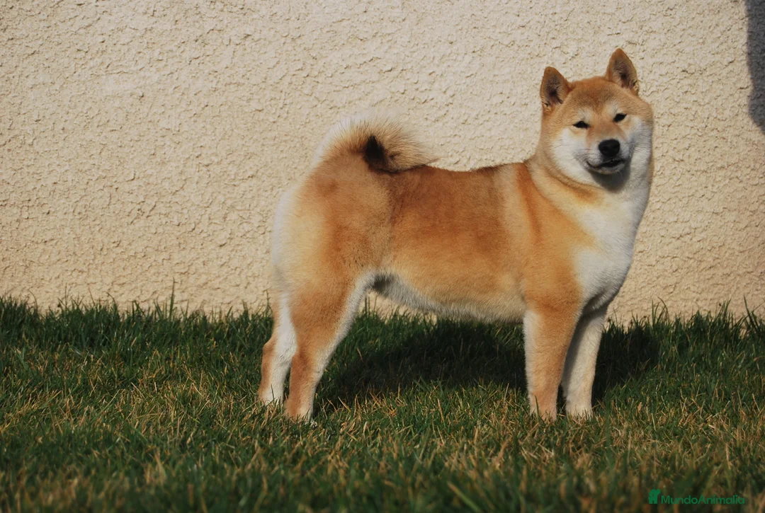 Shiba Inu perros en venta: CACHORROS SHIBA INU en Madrid - Anuncio 4