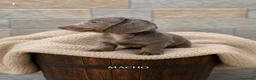 Teckel Miniatura perros en venta: Teckel miniatura exótico  - Anuncio 5