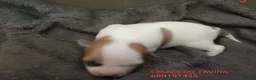 Otras razas perros en venta: Crestados chinos sin Pelo - Anuncio 4