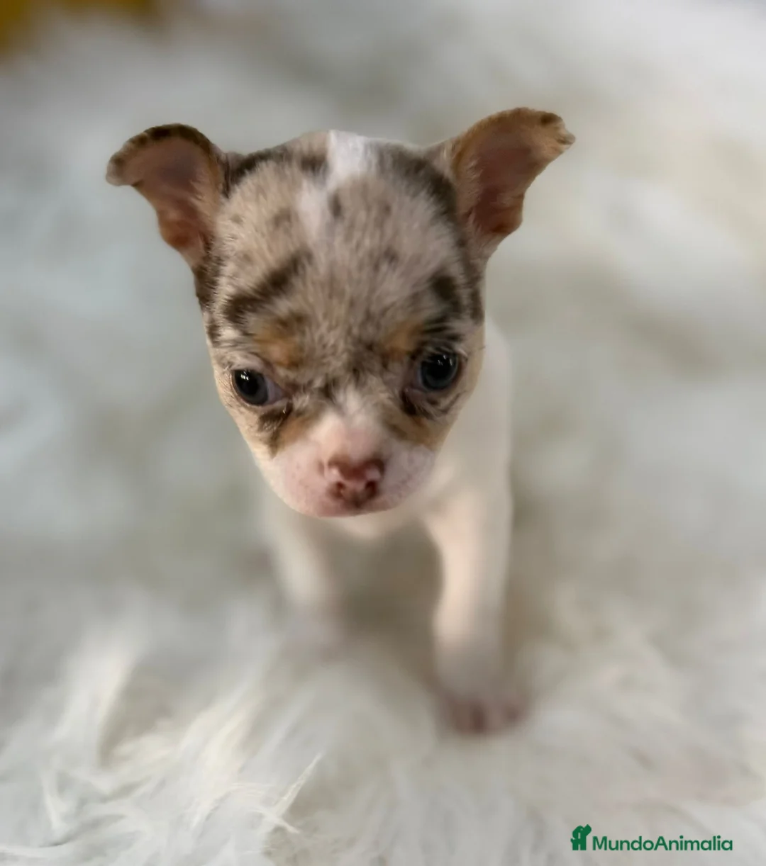 Chihuahua perros en venta: Chihuahua Merle  - Anuncio 2