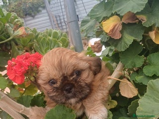 Shih Tzu perros Espectacular zhizu - Anuncio 1