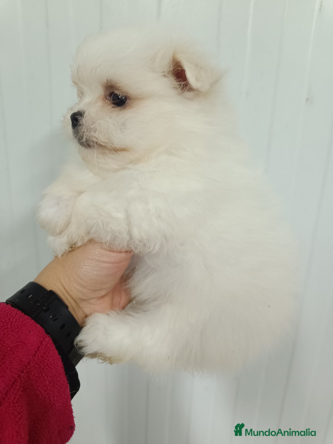 Raza Mixta perros en venta: Pomerania mix bichon - Anuncio 2