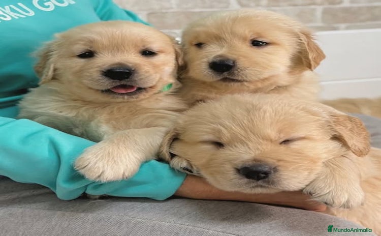 Golden Retriever perros - Anuncio 12