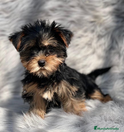 Yorkshire Terrier perros en Barcelona - Anuncio 2