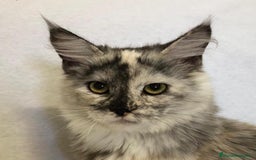 Maine Coon gatos en venta: Maine Coon Hembras - Imagen 13