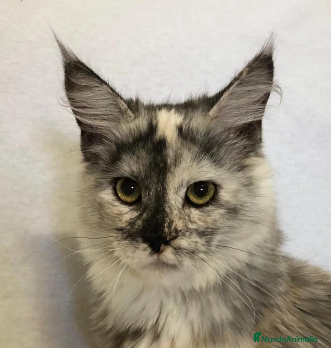 Maine Coon gatos en venta: Maine Coon Hembras - Anuncio 13