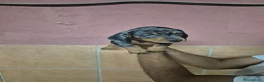 Teckel Cachorro 3