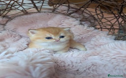 Británico de Pelo Corto gatos en venta: Gatitos British golden de pelo corto - Imagen 12