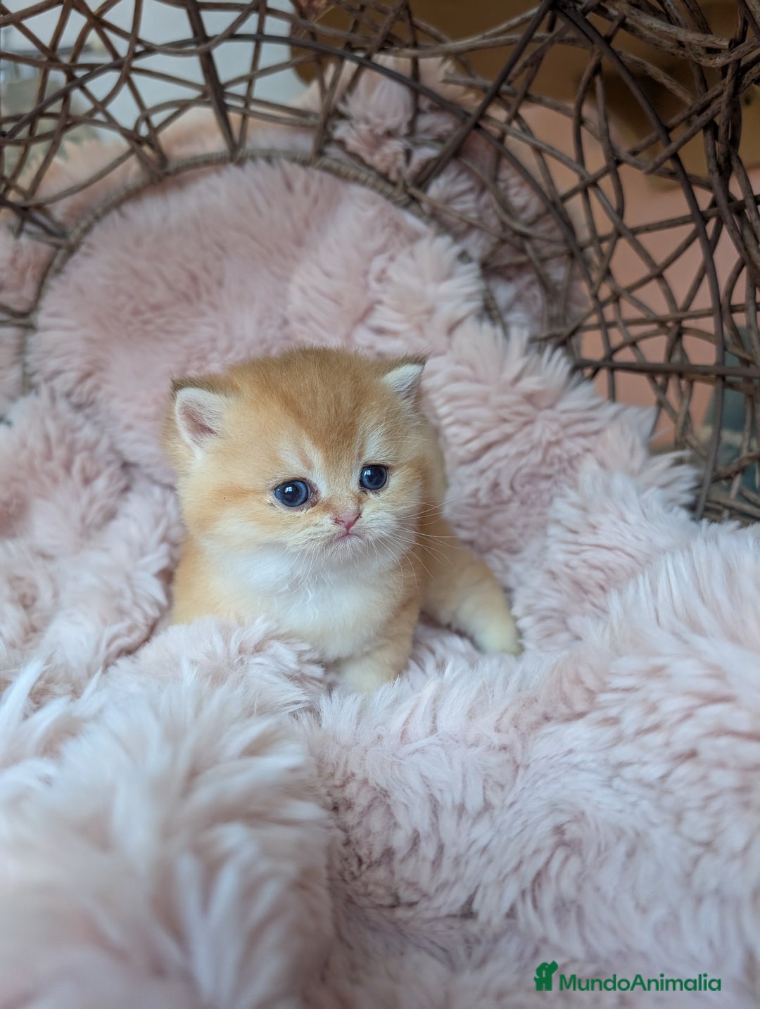 Británico de Pelo Corto gatos en venta: Gatitos British golden de pelo corto - Imagen 12