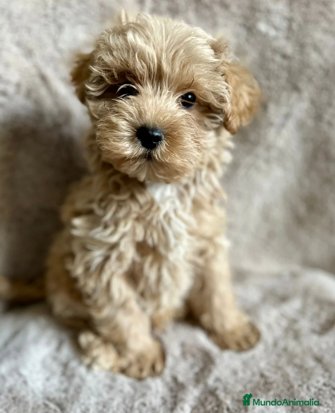 Maltipoo perros en venta: CAMADA DE MALTIPOO DISPONIBLES - Anuncio 4
