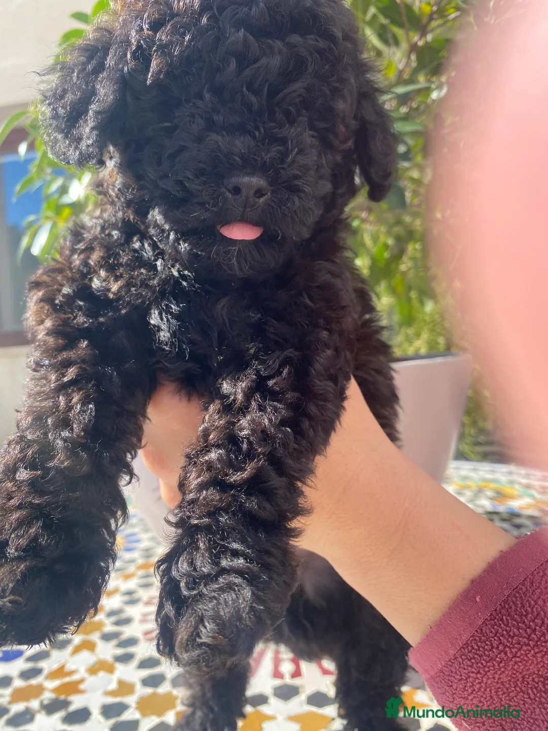 Caniche Toy perros en venta: Caniche Toy - Anuncio 5