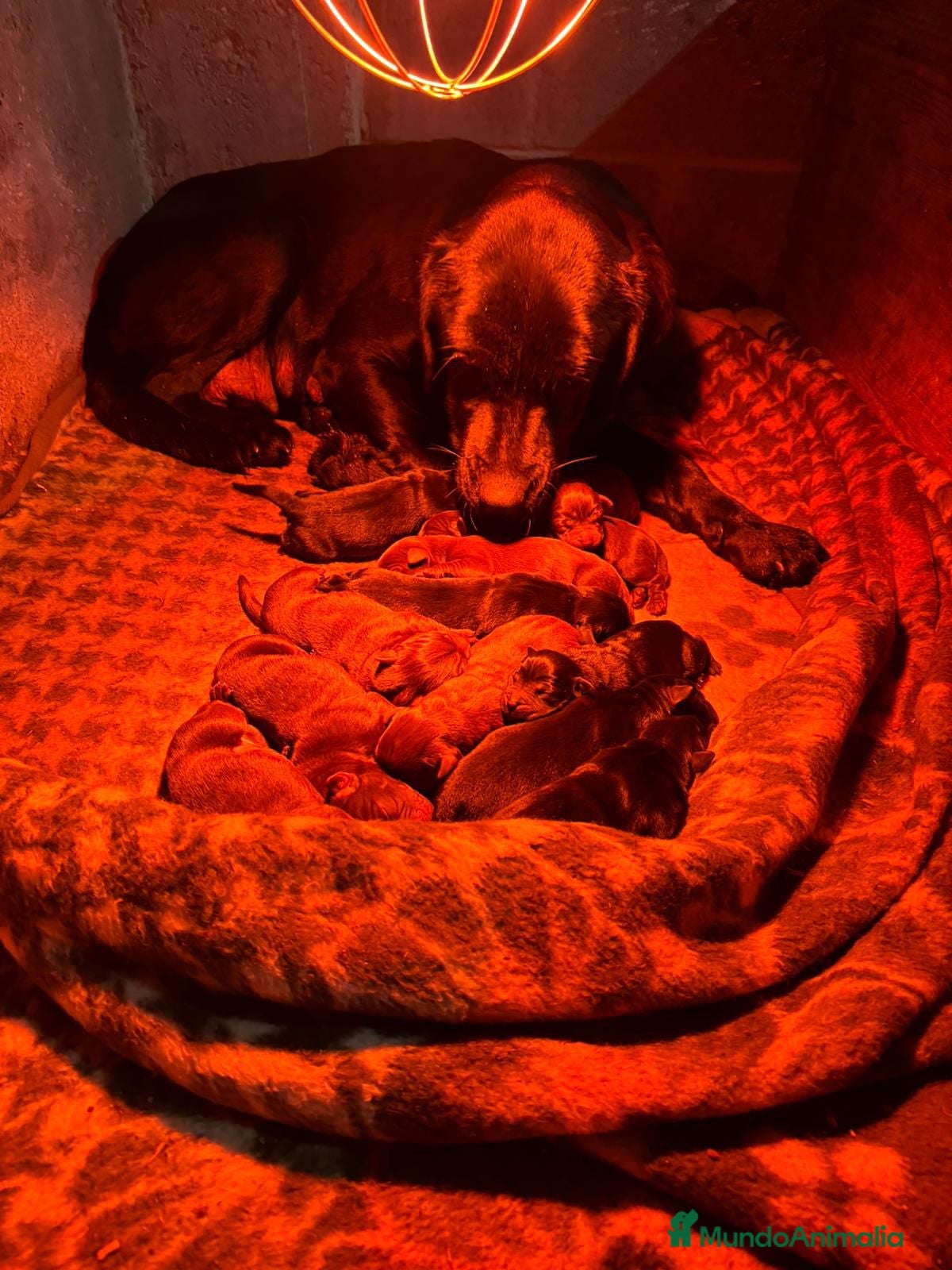 Labrador Retriever perros Nueva camada labrador retriever  - Anuncio 26